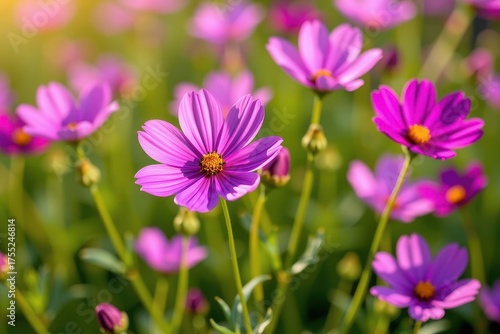 Delicate purple cosmos flower blossoms in a field, petals unfurling in the soft sunlight. Vibrant color, shallow depth of field, close-up, sunlight, floral