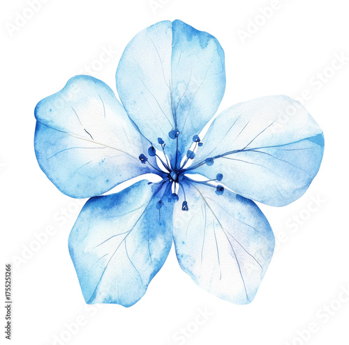 Watercolor white and blue flower petal clipart, white background, illustration style.