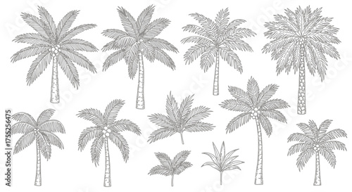 Palm Tree Sketch Collection – Hand-Drawn Coconut Trees and Leaves Vector Set