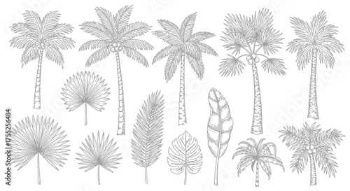 Palm Tree Sketch Collection – Hand-Drawn Coconut Trees and Leaves Vector Set