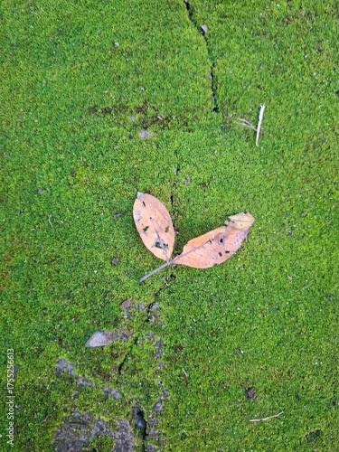 pink flowers in the garden
