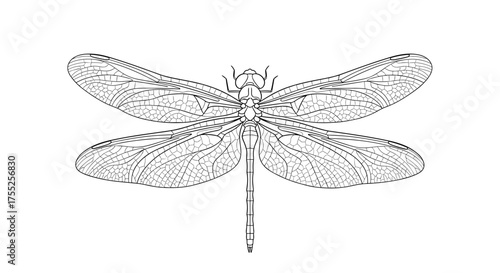 Vector art of detailed dragonfly illustration with intricate wing veins