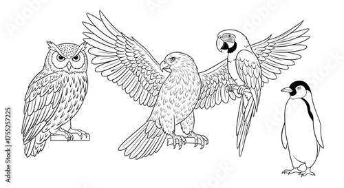 Vector art of a collection of various bird species, including an owl, eagle, parrot, and penguin