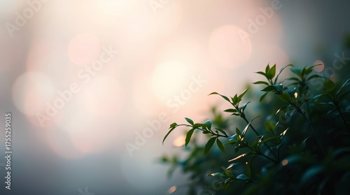 green grass background