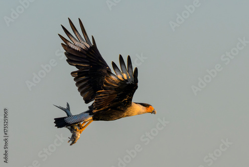 crested caracara (Caracara plancus) flying with a dead fish in the talloons at early morning, Galveston, texas, USA.