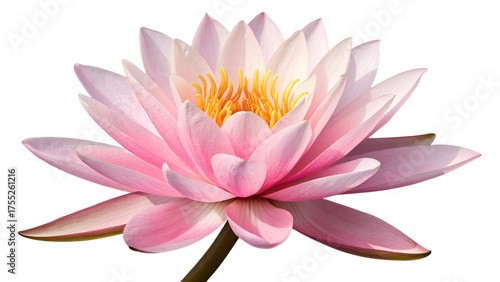 Pink Water Lily PNG – Realistic Lotus Flower Isolated on Transparent Background