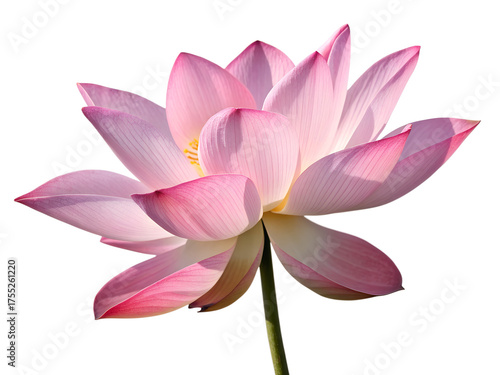 Pink Water Lily PNG – Realistic Lotus Flower Isolated on Transparent Background