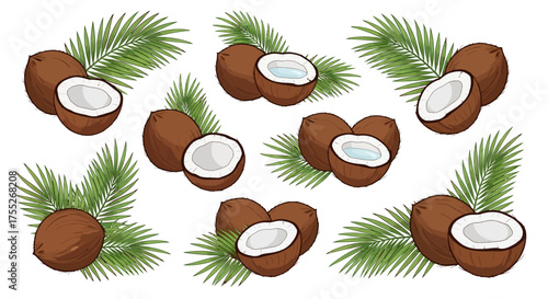 Coconuts and Palm Leaves Tropical Fruit Vector Collection
