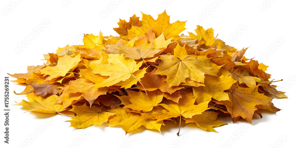 Obraz premium Pile of Yellow Autumn Leaves PNG