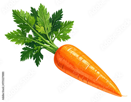 Illustration of a vibrant, orange carrot with green leafy top isolated on a white background