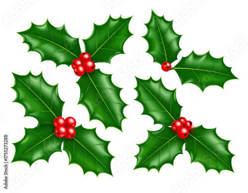 Illustration depicts several sprigs of green, glossy holly leaves with bright red berries