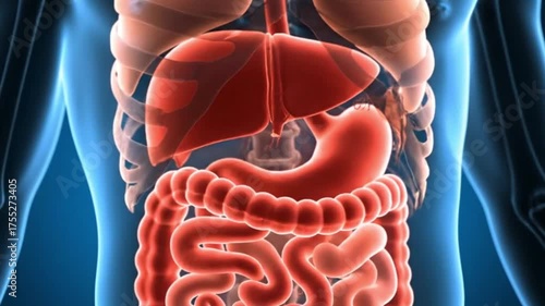 Wallpaper Mural Human Anatomy Body Illustration Liver Stomach Intestines Internal Organs Medical Science Biology Health Digestive System Torontodigital.ca