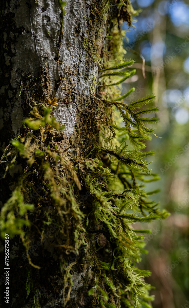 Fototapeta premium Musgo creciendo sobre la corteza de un árbol en bosque húmedo tropical