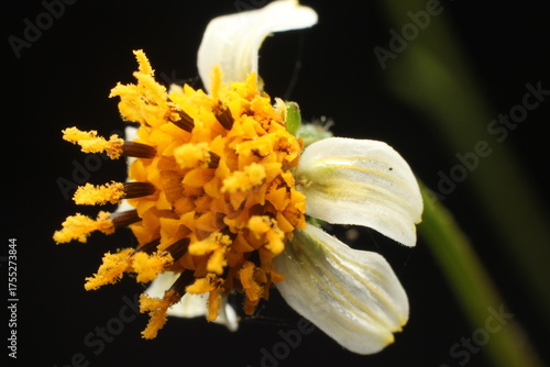 Bidens pilosa flower, a type of plant belonging to the Asteraceae family.