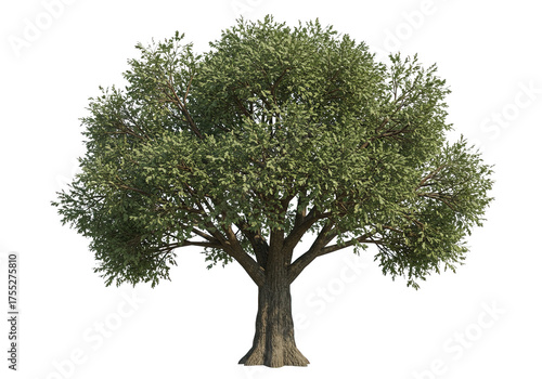 Mature Olive Tree with Lush Green Foliage - Isolated on White Background