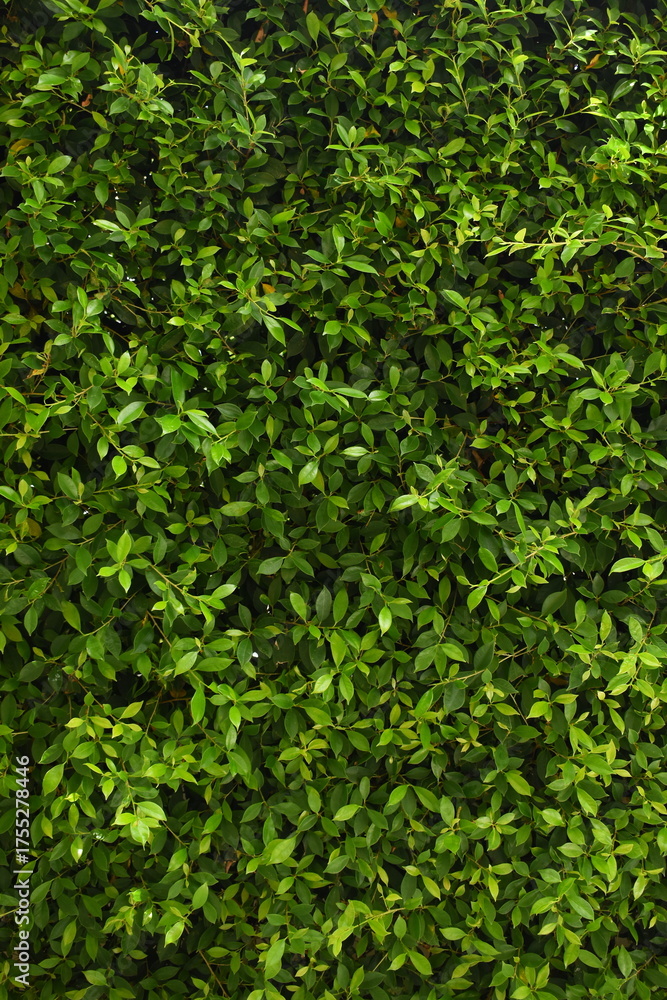 Obraz premium green leaf fence in the garden, natural background in springtime