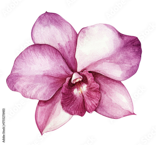 Watercolor orchid flower, light pastel pink and purple colors on a white background