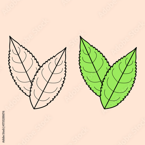 tea leaves. food and drink. aromatic. perfume ingredients. perfume aroma. agriculture. herbal. vector illustration