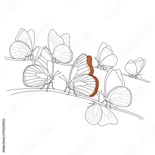Vector art of whimsical line art illustration of a cluster of delicate butterflies perched on thin branches, , evoking a sense of freedom, transformation, and the beauty of natures ephemeral moments