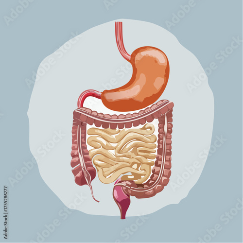 An illustration depicting the human digestive system, including the stomach, small intestine, and large intestine.