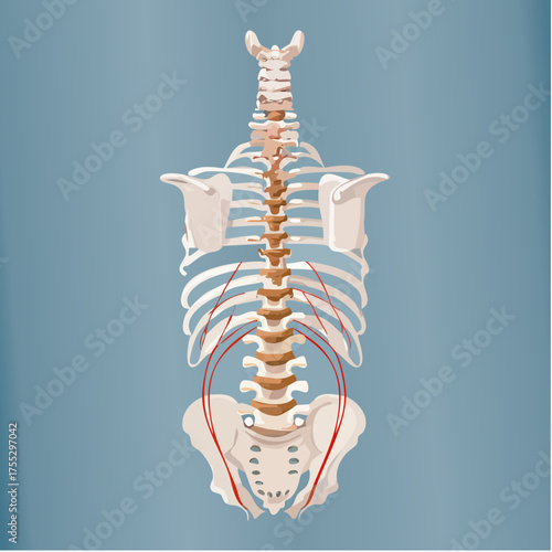 Anatomical illustration of the human spine, rib cage, and pelvis with the psoas muscles highlighted in red.