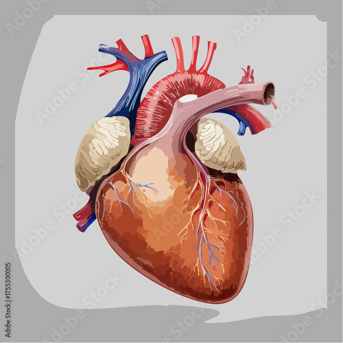 Anatomical illustration of the human heart with major arteries and veins clearly depicted.