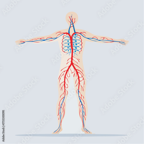 Human circulatory system illustration showing arteries and veins in red and blue.