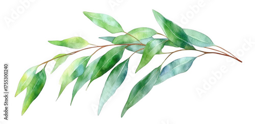 Elegant watercolor eucalyptus branch isolated on transparent background, featuring soft green hues and delicate details, ideal for botanical art and natureinspired designs