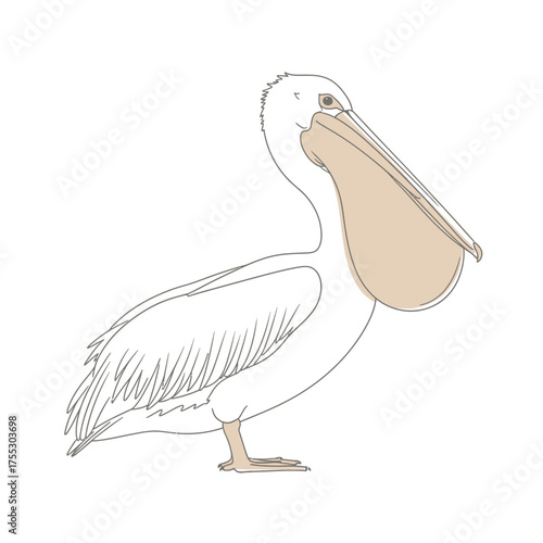 Vector art of a simple line drawing of a pelican with its large beak pouch open, standing on one leg, isolated on a, minimalist style, clean and elegant illustration of a water bird