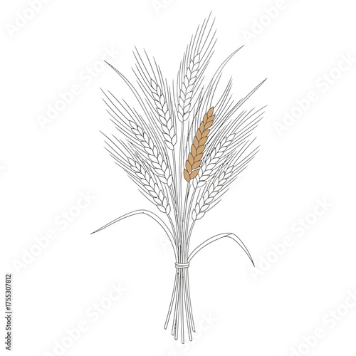 Vector art of a detailed line drawing of a bundle of wheat stalks, with one stalk highlighted in a golden hue, representing harvest and agriculture