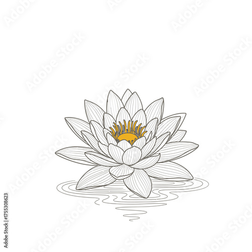 Vector art of an elegant, handdrawn illustration of a white water lily flower with a yellow center, floating on rippling water, isolated on a, symbolizing purity and tranquility