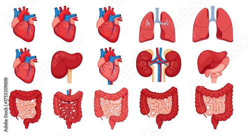 Illustration of human internal organs including kidneys, stomach, intestines, bladder, and blood vessels.	
