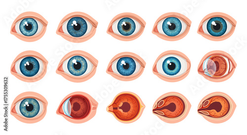 Detailed illustration showcasing various views and cross-sections of human eyes, highlighting anatomy.	