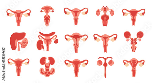 Illustration of human internal organs including kidneys, stomach, intestines, bladder, and blood vessels.	
