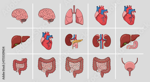 A collection of illustrated human organs, showcasing brain, lungs, heart, liver, intestines, kidneys, and bladder.