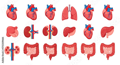 Detailed illustration of human internal organs, including hearts, lungs, and intestines.