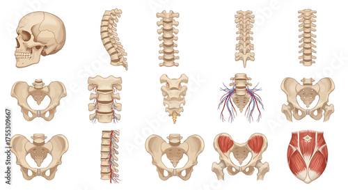 Anatomical illustration showcasing the human skull, spine, pelvis, and related muscular structures.