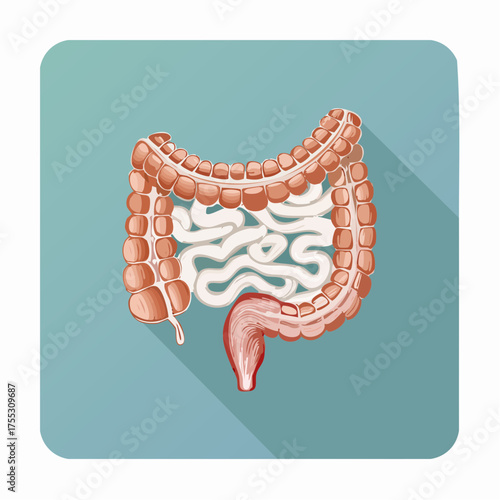 An illustration of the human digestive system, focusing on the large and small intestines, with the appendix visible.