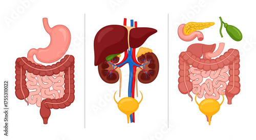 Illustration of human digestive and urinary systems, including stomach, intestines, liver, kidneys, bladder, and pancreas.