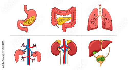 A collection of colorful illustrations depicting various human internal organs.