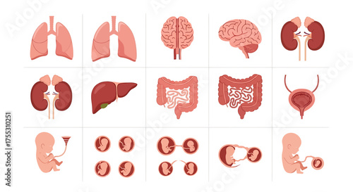 Illustration of various human internal organs, including lungs, brain, and kidneys.