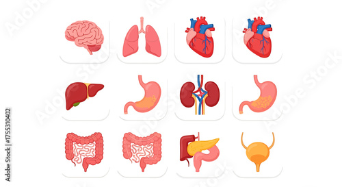 Illustration showing human internal organs including brain, lungs, heart, liver, stomach, kidneys, intestines, pancreas, and bladder, arranged in a grid on white backgrounds.