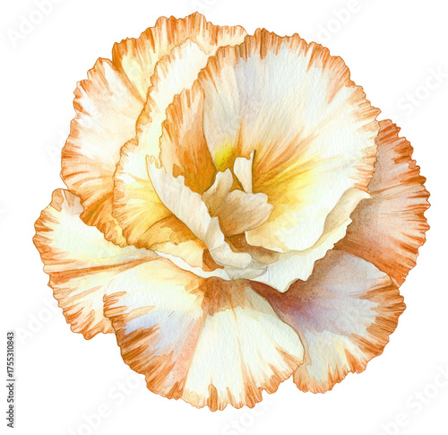 vector illustration of a flower