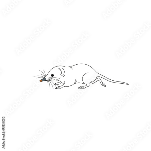 Vector art of line drawing of a small shrewlike mammal with whiskers and a small object in its mouth