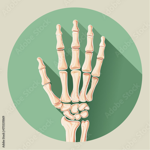 Anatomical illustration of a human hand skeleton with long shadows against a green circular background.