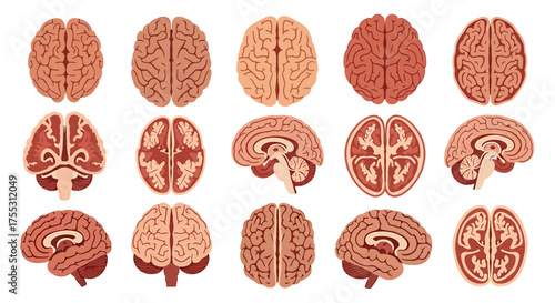 A collection of detailed illustrations depicting various views and sections of the human brain.