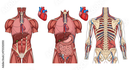 Anatomical illustration showing the human body's internal organs, muscles, and skeletal structure in a detailed, educational presentation.