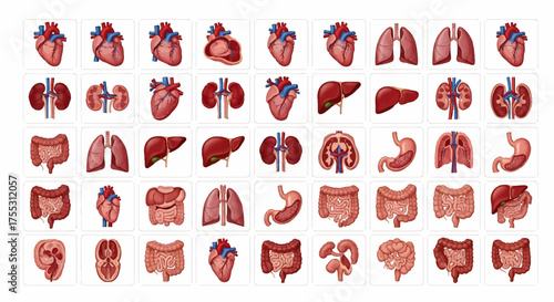 Illustration depicting various human internal organs including heart, lungs, kidneys, liver, stomach, and intestines.