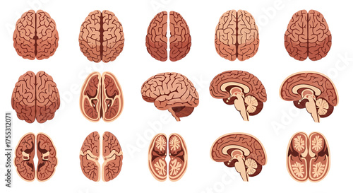Anatomical illustrations of human brains, showcasing various perspectives and cross-sections for educational purposes.