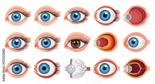 Detailed illustration showcasing various views and cross-sections of human eyes, highlighting anatomy.
